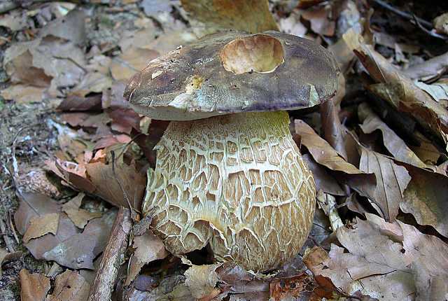 2005 :  Un anno di funghi